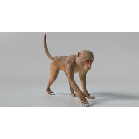 3D Monkey 2 Animated model